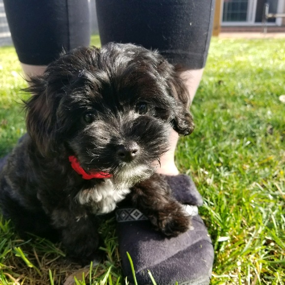 Meet your Posher, Deanna - Picture 1 of 1